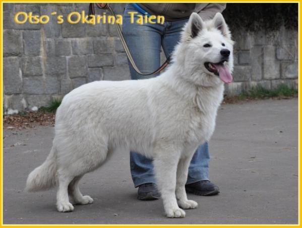 Otso's Okarina Taien