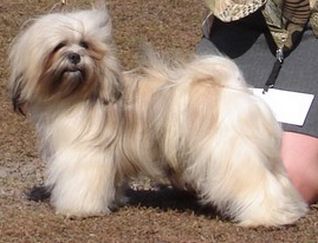 Chic Choix Classic Cliches