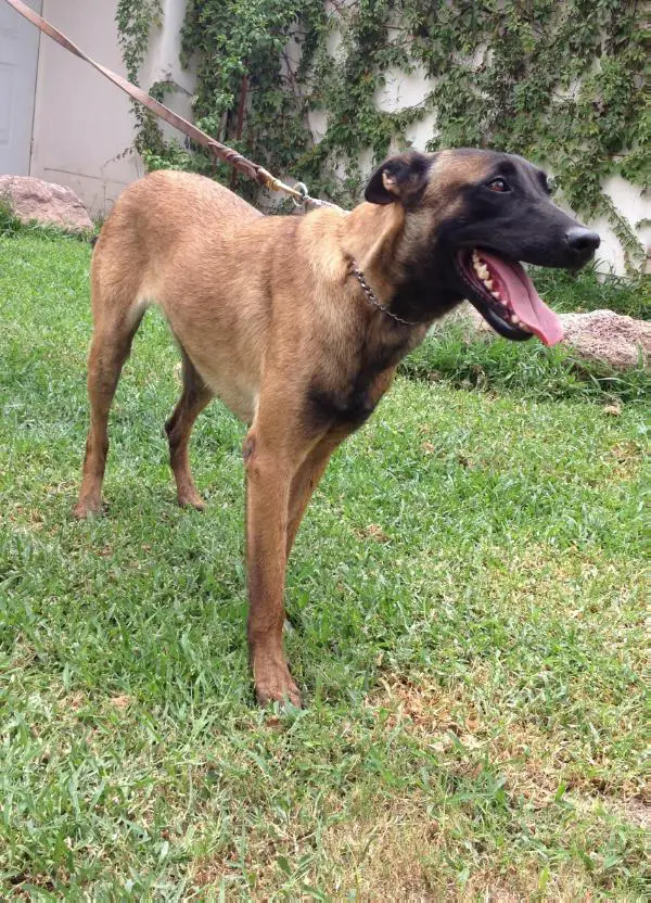 Yala (2010) GB 1945I