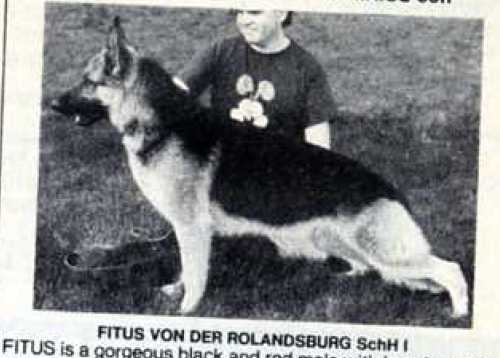 Fitus von der Rolandsburg