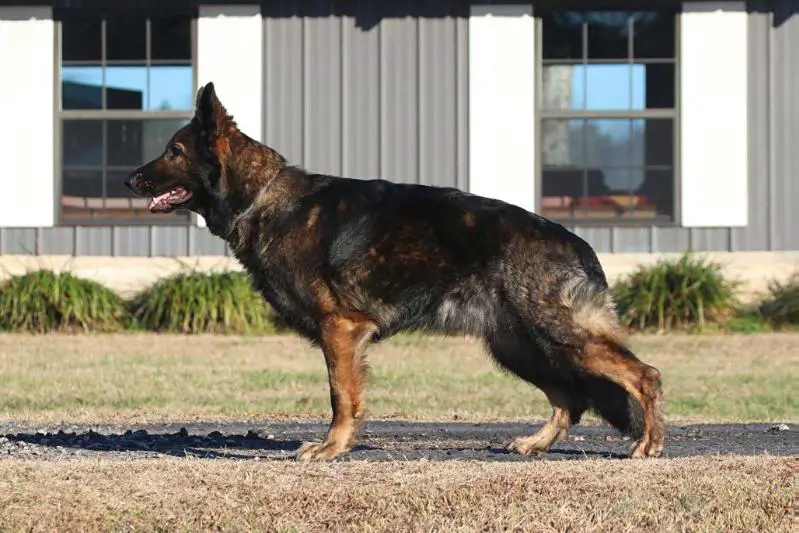 SG Tala Khaleesi vom Sequoyahhaus