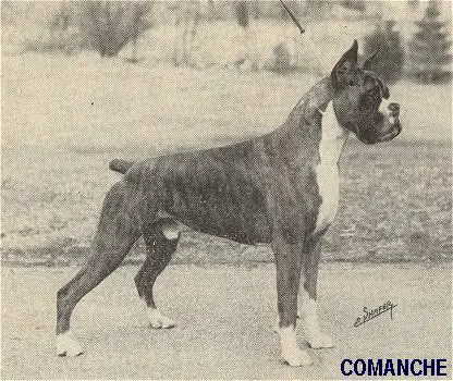 CH Marquam Hill's Comanche