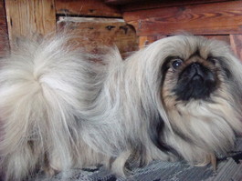 Bai-Chang Sanga Yang