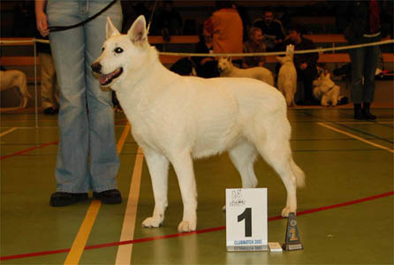 Cenna van Luca's Erf