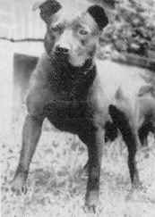 X-Pert Bassett's Nigger