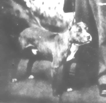 Charlie Lloyd's Pilot (imported)