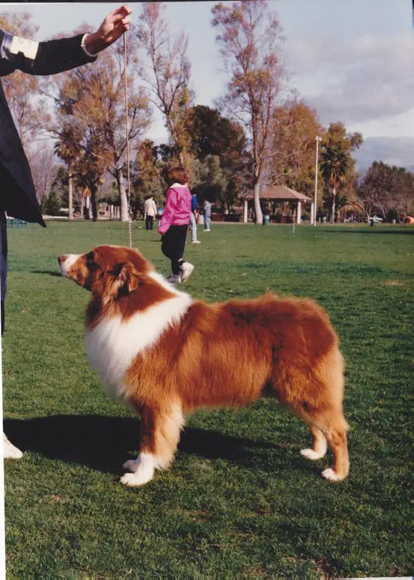 Ch. Windhill's Claim Jumper