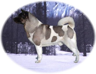 AKC CH Toshimi's Jester Benkei