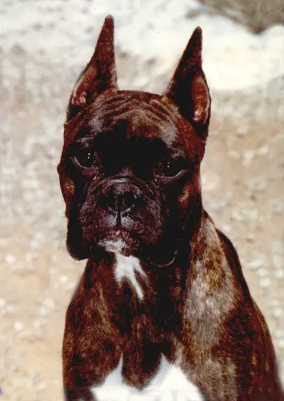 Armaugh's Kashmir of Notelrac