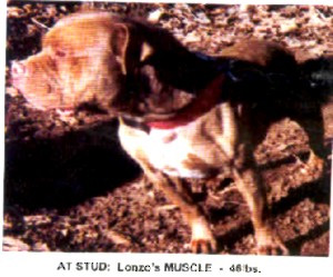 Lonzo's Muscle