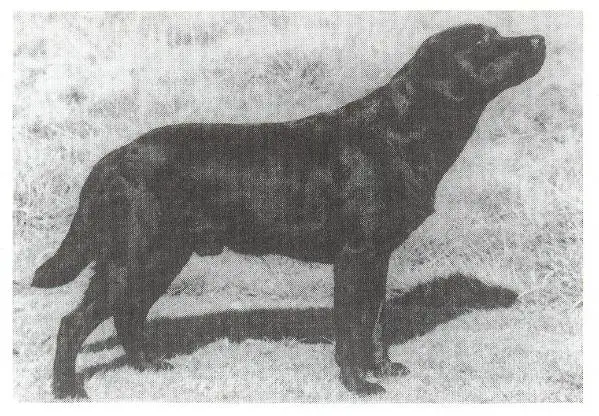 CDEX Manymills Drake