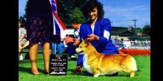 AKC/CAN CH Brookehaven Pfeif and Drum