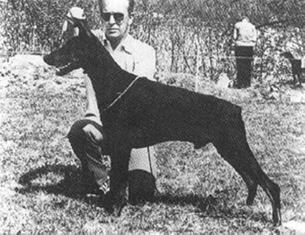 Int. Ch. Doberhill Black Citto