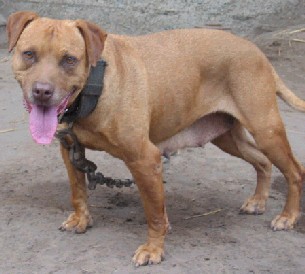 PACHACAMAC KENNEL'S INSECTOR (TANT'S TESSY)