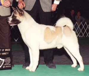 AKC CH Toshimi's Hearts O'Fire