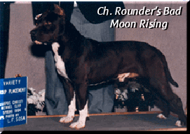 Ch. Rounder's Bad Moon Rising