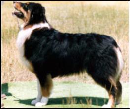 Ch. Briarbrook's Lady Gwenevere