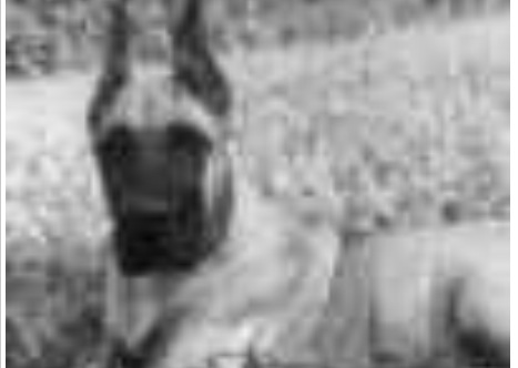 Jonathie's Rosewood Valadera