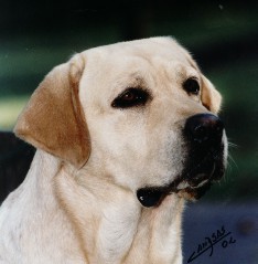 GCH.ARG Heatherbourne Harverster of Linjor