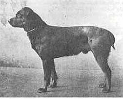 Leo von Cannstatt