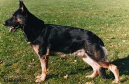 Enzo von Schloß Birkenstein