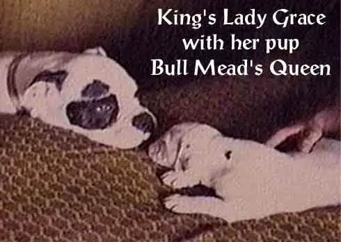 Bullmead's Queen