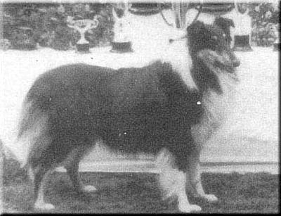 GB CH Colrenes Mywicks Merlow Moonbeam