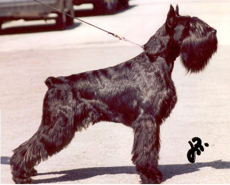 INT/W CH Maambo N5 de Manso Pelegri