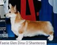 CH (AKC) Faerie Glen Dina O'Shanteroo