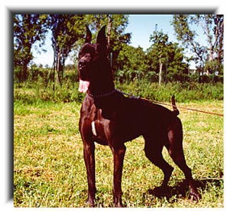 CH Tundra-N Indios dell'Armida