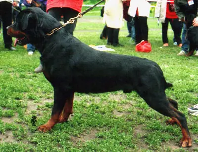 CH.UKRAINE Rotti's Allyans Noris