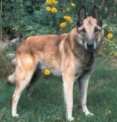 CACIB Harald van Balderlo