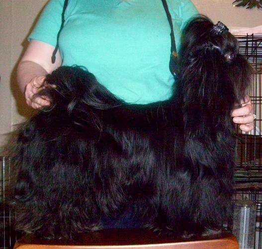 INT'L CH Opals Sir Chocolate Mousse