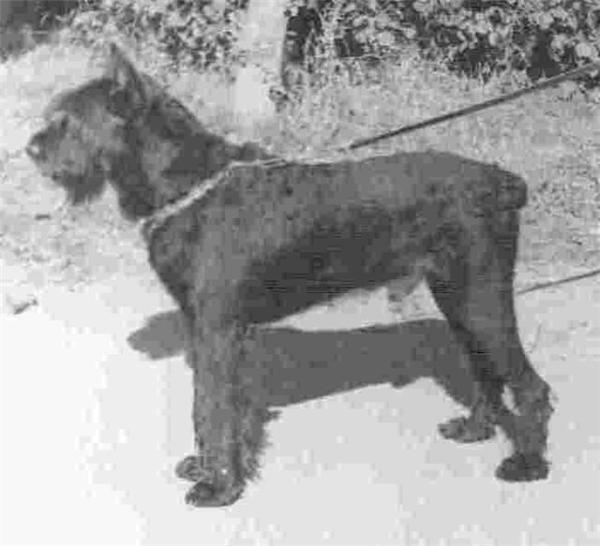 Janko v Wallvitzburg