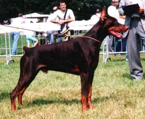 AIAD SIEGER 2 Quillam Quasim del Citone