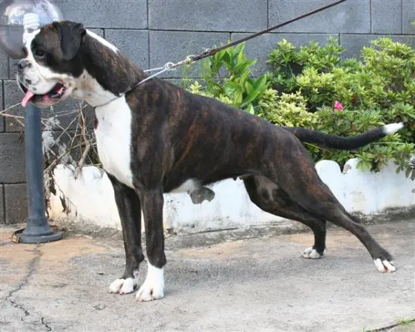 Chiara della Gens Clodia