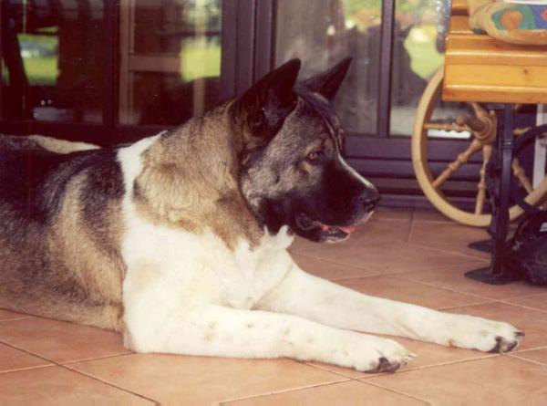 Heroina Banderola