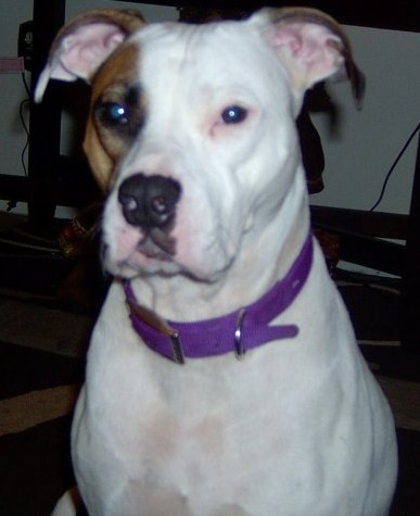 White Shadow Mystery