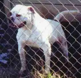 Johnson's Rose O'Day