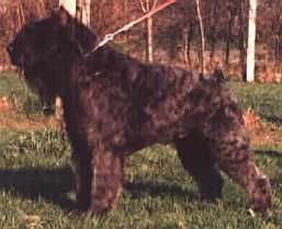 Leon Annebica Fan't Fryske Lan