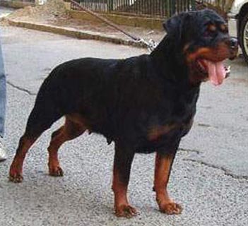 WS02-V5 1XCACIB Simmy Von Baeckerhaus