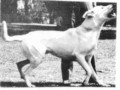 Harvey Brindlestiff Offner