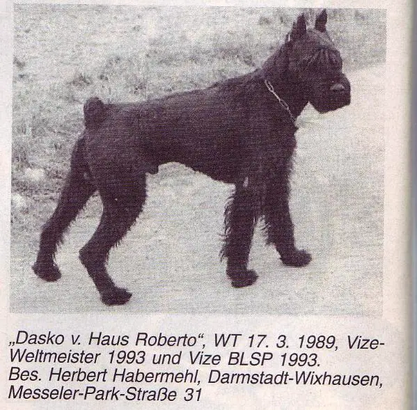 Dasko vom Haus Roberto