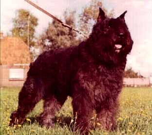 Arpad v.d. Macecliers