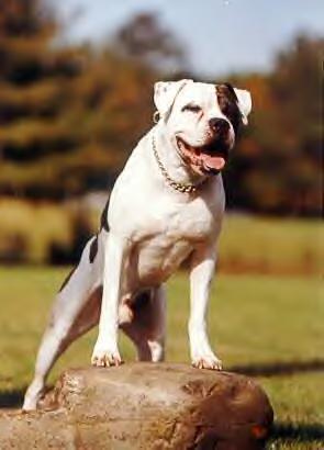 Vanguard's Stonewall Jackson