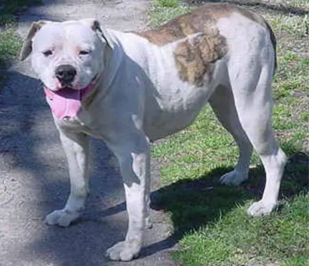 Bruiser's Sugar Tuffie ( PH .33/.33 No DJD & DNA-P )