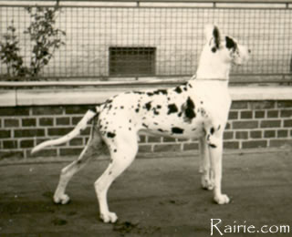 Casar von Insultheimer Hof (1954)