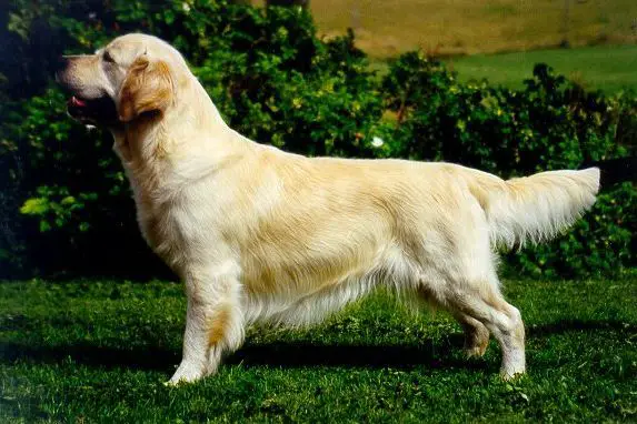 Golden Ciba Moonraker Millbo