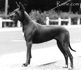 CHFR CHI CHMOND83 Reine Bleue de la Haute Fougere