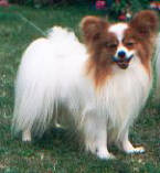 CH (ENG) Blackpark Gordon